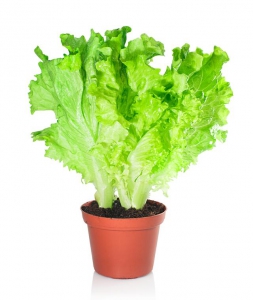     100