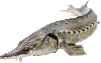 ����� ��������� ���������� � ������� ������� �����������, 1,5-2��