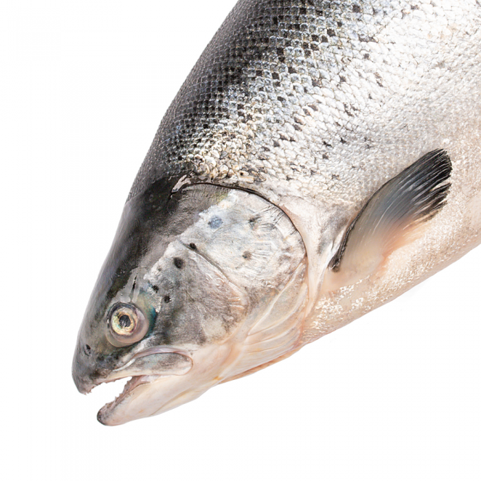 ������ ���������� ����������� 4-5�� Inarctica