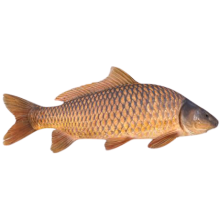  ���� ����� ~1,5 ��