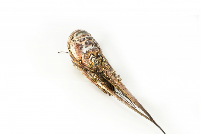 ������� ���������